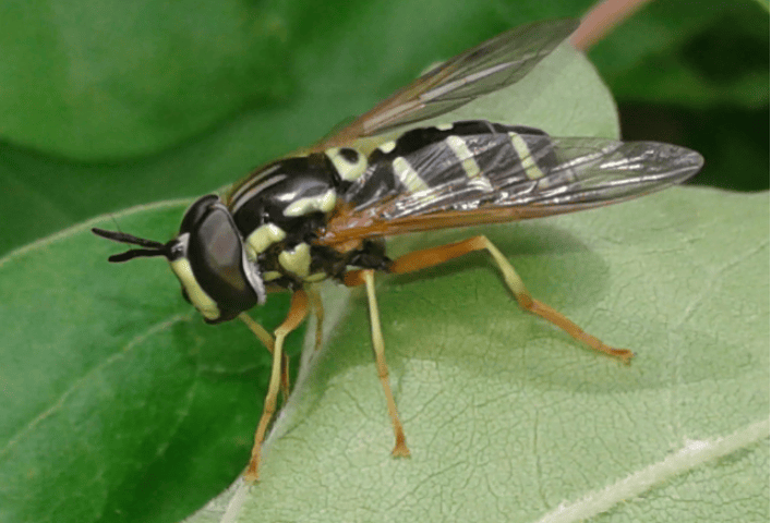 Syrphidae : Chrysotoxum cfr. lineare